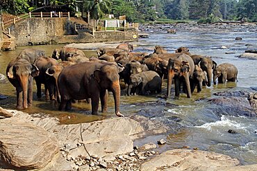 Asian elephants in Maha Oya River, Kegalle, Sabaragamuwa, Sri Lanka, Asia