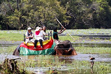 Tourists on elephant ride in lake, Sigiriya, Sri Lanka, Asia