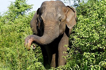 Asian elephant, Udawalawe, Sri Lanka, Asia