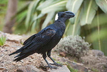 Thick-billed raven (Corvus crassirostris), Simien Mountains National Park, Amhara region, North Ethiopia, Ethiopia, Africa 