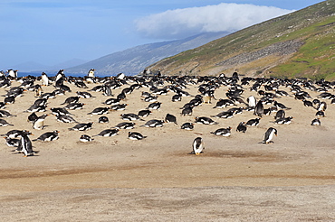 Gentoo penguin (Pygoscelis papua) rookery, Saunders Island, Falkland Islands, South America 