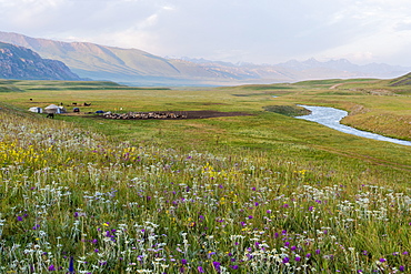 Wildflowers and Yurt settlement, Naryn Gorge, Naryn Region, Kyrgyzstan, Central Asia, Asia