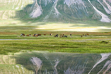 Horses in front of a mountain reflecting in water, Naryn Gorge, Naryn Region, Kyrgyzstan, Central Asia, Asia