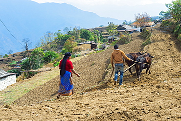 Nepalese couple working in a terrace field, Dhampus Mountain village, Nepal, Asia