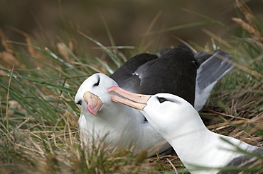 Courting black-browed albatross (black-browed mollymawk) (Diomedea melanophris), West Point, Falkland Island, South America 