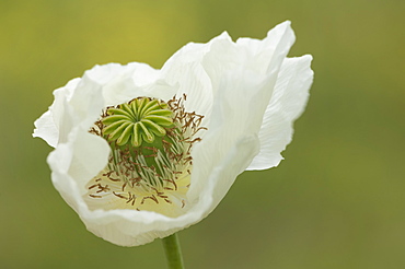 Opium poppy (Papaver somniferum), Turkey, Asia Minor, Eurasia 