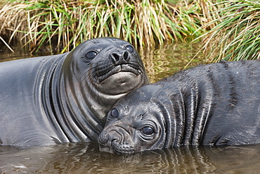 Two young Southern elephant seals (Mirounga leonina) playing in the water, Fortuna Bay, South Georgia Island, Polar Regions 