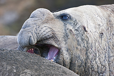 Close up of a male Southern elephant seal (Mirounga leonina), St. Andrews Bay, South Georgia Island, Polar Regions 