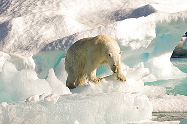 Polar bear on floating ice, Davis Strait, Labrador See, Labrador, Canada, North America 