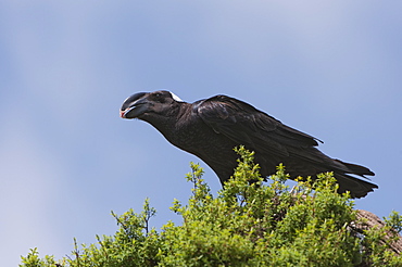 Thick-billed raven (Corvus crassirostris) feeding, Simien Mountains National Park, Amhara region, North Ethiopia, Ethiopia, Africa 