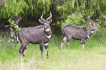 Male mountain nyala (Tragelaphus buxtoni) (Balbok), Bale Mountains, Ethiopia, Africa 