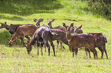 Herd of mountain nyalas (Tragelaphus buxtoni) (Balbok), Bale Mountains, Ethiopia, Africa 