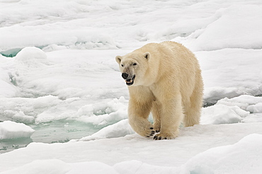 Female polar bear (Ursus maritimus), Svalbard Archipelago, Barents Sea, Norway, Scandinavia, Europe 