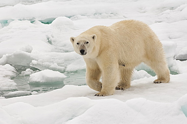Female polar bear (Ursus maritimus), Svalbard Archipelago, Barents Sea, Norway, Scandinavia, Europe 