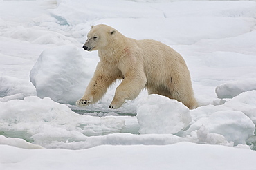Female polar bear (Ursus maritimus), Svalbard Archipelago, Barents Sea, Norway, Scandinavia, Europe 