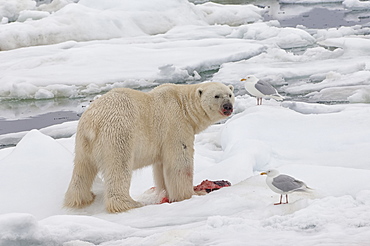 Male polar bear (Ursus maritimus) with a seal prey, Svalbard Archipelago, Barents Sea, Norway, Scandinavia, Europe
