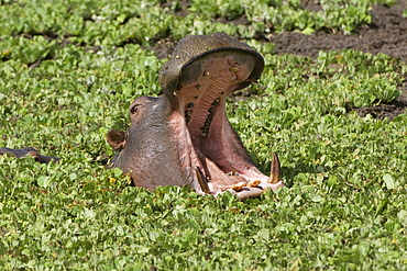 Hippopotamus (Hippopotamus amphibius) yawning in the water, Masai Mara, Kenya, East Africa, Africa 