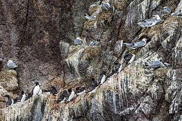 Nesting black-legged kittiwakes (Rissa tridactyla tridactyla), Herald Island, UNESCO World Heritage Site, Chuckchi Sea, Chukotka, Russia, Eurasia