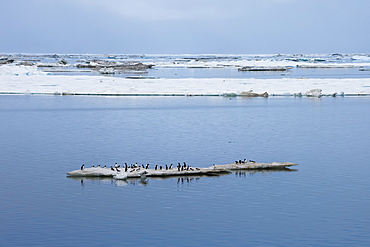 Brunnich's guillemots (thick-billed murres) (Uria lomvia), Cape Waring, Wrangel Island, UNESCO World Heritage Site, Chuckchi Sea, Chukotka, Russia, Eurasia 