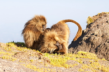 Gelada baboon (Theropithecus Gelada) grooming each other, Simien Mountains National Park, Amhara region, North Ethiopia, Africa 