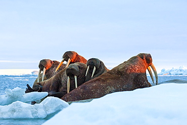 Last rays of evening sun striking a group of Walrus (Odobenus rosmarus), Wrangel Island, UNESCO World Heritage Site, Chuckchi Sea, Chukotka, Russia, Eurasia