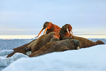 Last rays of evening sun striking a group of Walrus (Odobenus rosmarus), Wrangel Island, UNESCO World Heritage Site, Chuckchi Sea, Chukotka, Russia, Eurasia 