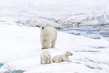 Mother polar bear with two cubs (Ursus Maritimus), Wrangel Island, UNESCO World Heritage Site, Chuckchi Sea, Chukotka, Russian Far East, Russia, Eurasia 