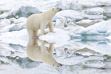 Female polar bear reflecting in the water (Ursus Maritimus), Wrangel Island, UNESCO World Heritage Site, Chuckchi Sea, Chukotka, Russia, Eurasia 