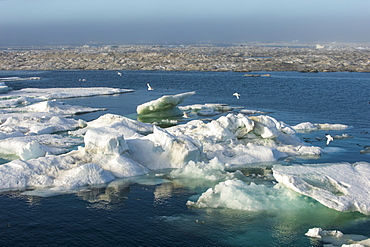 Cape Waring, Wrangel Island, UNESCO World Heritage Site, Chuckchi Sea, Chukotka, Russian Far East, Russia, Eurasia 