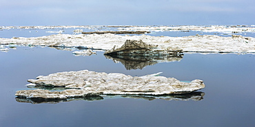 Cape Waring, Wrangel Island, UNESCO World Heritage Site, Chuckchi Sea, Chukotka, Russian Far East, Russia, Eurasia 