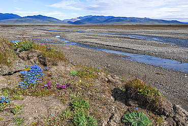 Riverbed near Doubtful village, Wrangel Island, UNESCO World Heritage Site, Chuckchi Sea, Chukotka, Russian Far East, Russia, Eurasia 