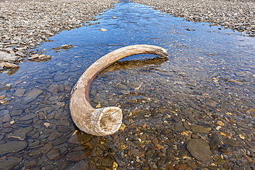 Mammoth tusk in a riverbed near Doubtful village, Wrangel Island, UNESCO World Heritage Site, Chuckchi Sea,  Chukotka, Russian Far East, Russia, Eurasia 