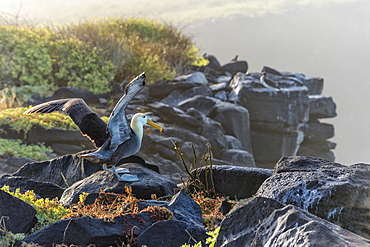 Waved albatross (Phoebastria irrorata ), Hispanola Island, Galapagos, UNESCO World Heritage Site, Ecuador, South America