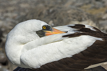 Nazca booby (Sula granti), Hispanola Island, Galapagos, UNESCO World Heritage Site, Ecuador, South America