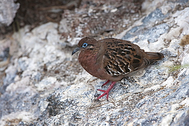 Galapagos dove (Zenaida galapagoensis), Genovesa Island, Galapagos, UNESCO World Heritage Site, Ecuador, South America