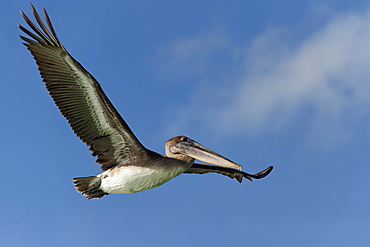 Galapagos Brown Pelican (Pelecanus occidentalis urinator) in flight, Black Turtle Bay, Santa Cruz Island, Galapagos, Ecuador, South America