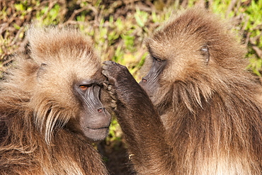 Gelada baboons (Theropithecus Gelada) grooming each other, Simien Mountains National Park, Amhara region, North Ethiopia, Africa 