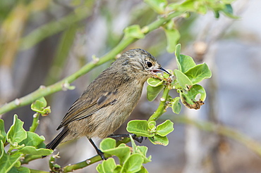 Warbler finch (Certhidea olivacea), Genovesa Island, Galapagos, UNESCO World Heritage Site, Ecuador, South America