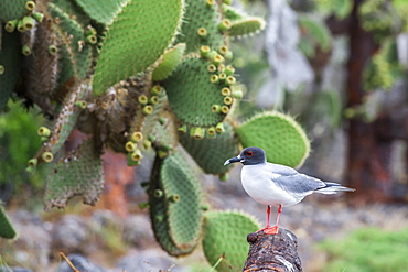 Swallow-tailed gull (Larus furcatus), South Plaza Island, Galapagos, UNESCO World Heritage Site, Ecuador, South America