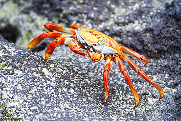 Sally Lightfoot crab (Grapsus grapsus), Galapagos, Ecuador, South America