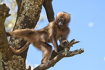 Baby Gelada baboon (Theropithecus Gelada), Simien Mountains National Park, Amhara region, North Ethiopia, Africa 