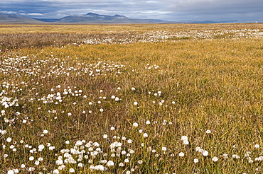 Tundra, Wrangel Island, UNESCO World Heritage Site, Chukotka, Russian Far East, Eurasia