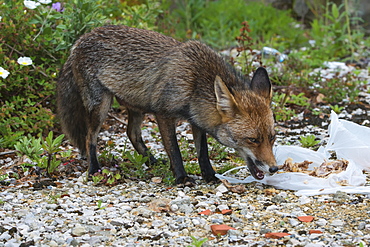 European Red Fox (Vulpes vulpes) feeding on trash left by people, Portugal, Europe