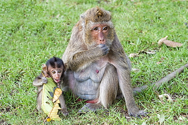 Long-tailed Macaque (Crab-eating Macaque) (Macaca fascicularis) mother and young, Thailand, Southeast Asia, Asia