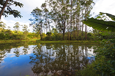 Pond, Andasibe-Mantadia National Park, Madagascar, Africa