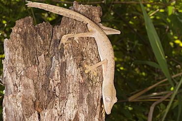 Lined leaf-tailed gecko (Uroplatus lineatus), Madagascar, Africa