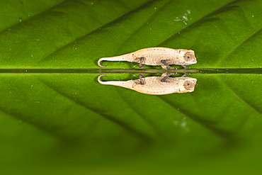 Juvenile Peyrieras' pygmy chameleon (Brookesia peyrierasi), Nosy Mangabe, Maroantsera, Madagascar, Africa