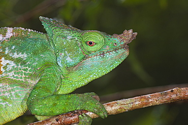 Parson's chameleon (Calumma parsonii), Andasibe-Mantadia National Park, Madagascar, Africa