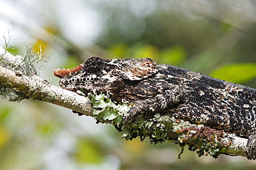 Elephant-eared Chameleon (short-horned Chameleon) (Calumma brevicornis), Madagascar, Africa