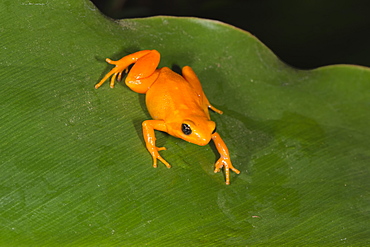 Golden Mantella (Mantella aurantiaca), Madagascar, Africa